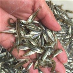 敦皇水产基地直供加州鲈鱼苗 鲜活抗病力强 可以免费支持养殖技术